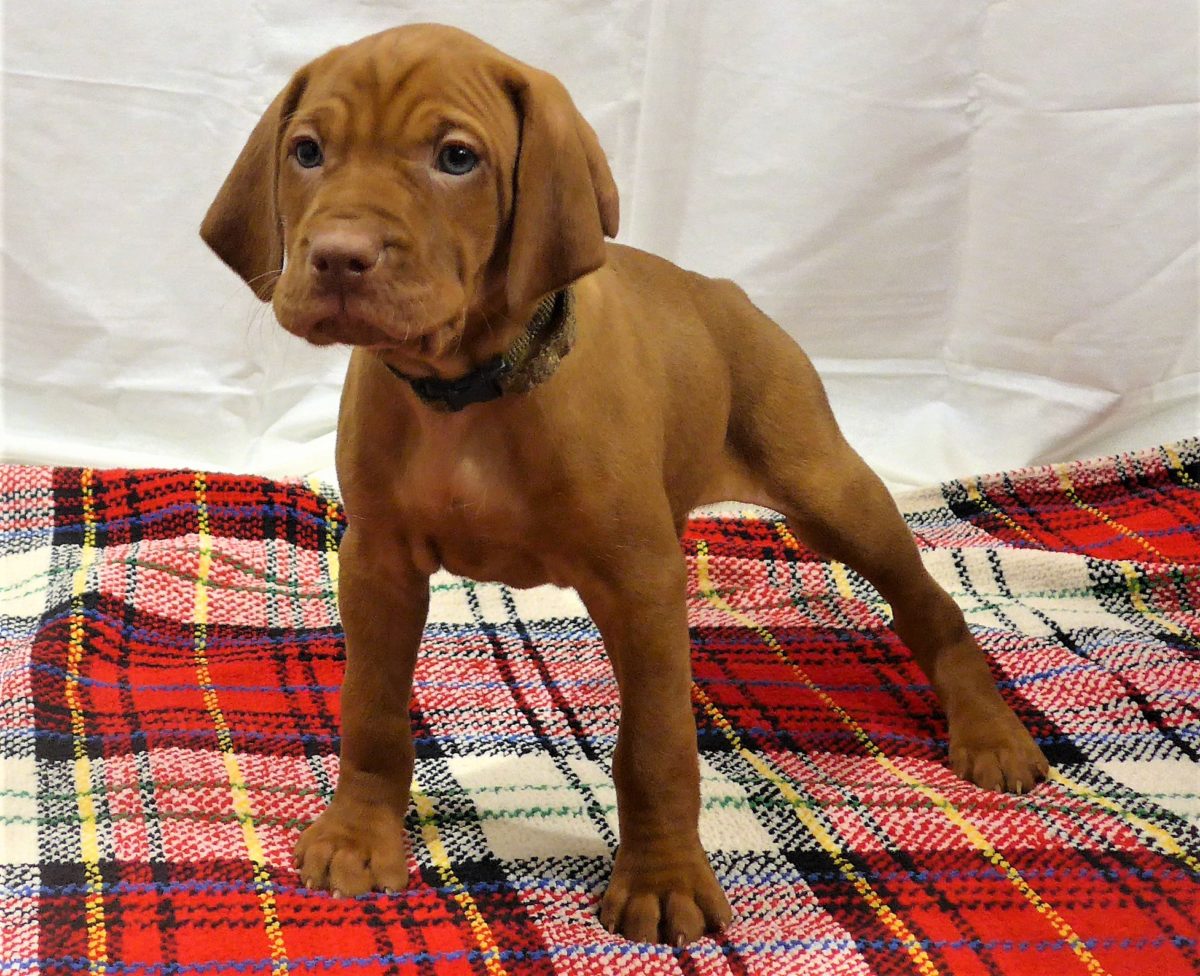 Riley & Ruger's Vizsla Litter Born on December 9th - Image 83