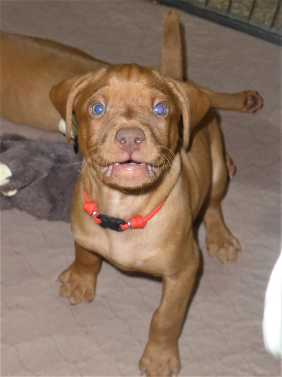 Riley & Ruger's Vizsla Litter Born on December 9th - Image 84