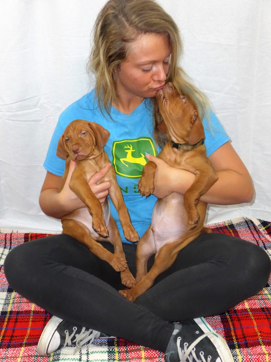 Riley & Ruger's Vizsla Litter Born on December 9th - Image 85