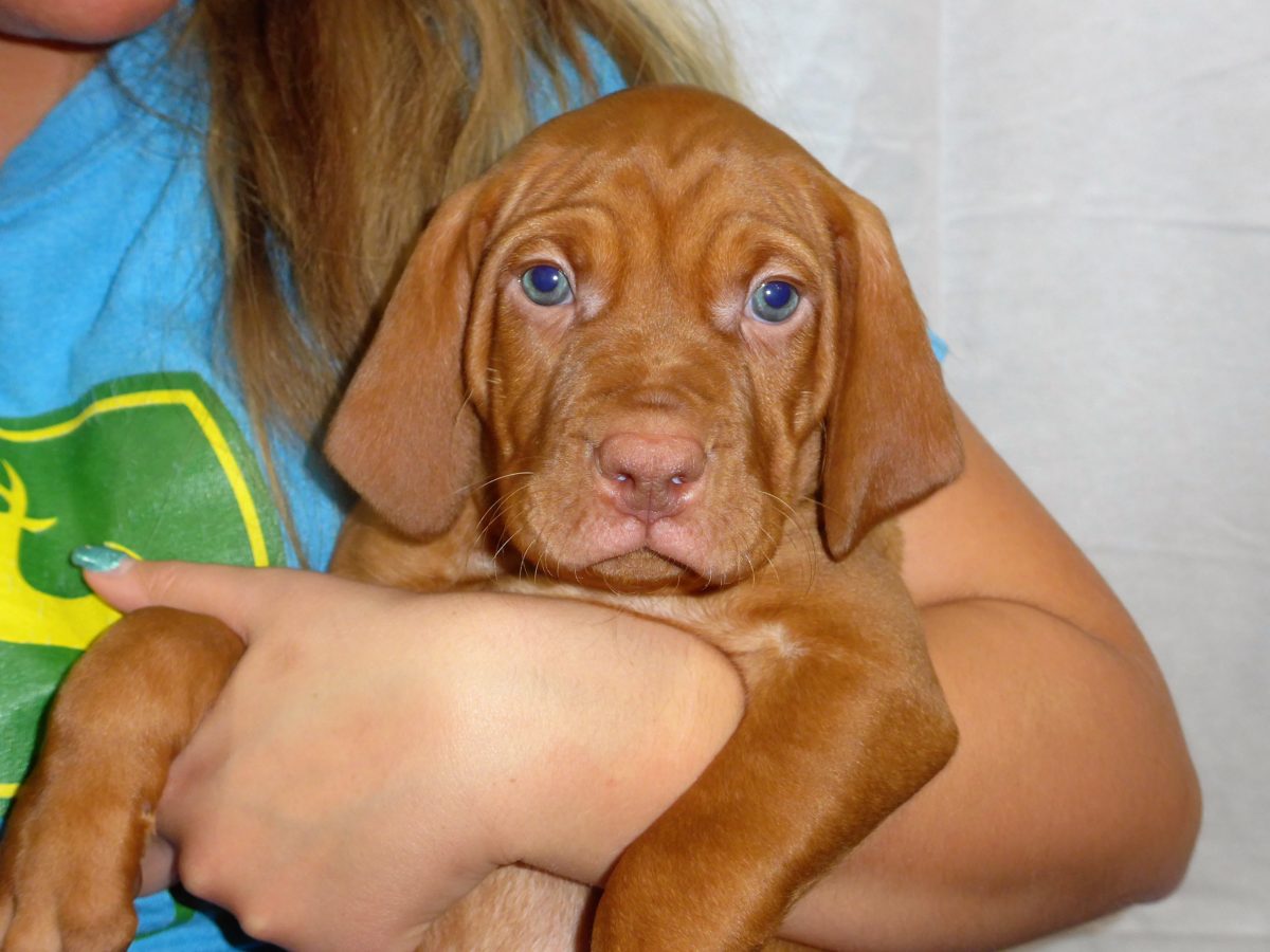 Riley & Ruger's Vizsla Litter Born on December 9th - Image 86