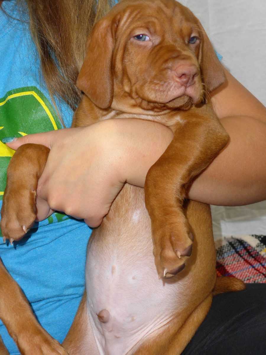 Riley & Ruger's Vizsla Litter Born on December 9th - Image 87