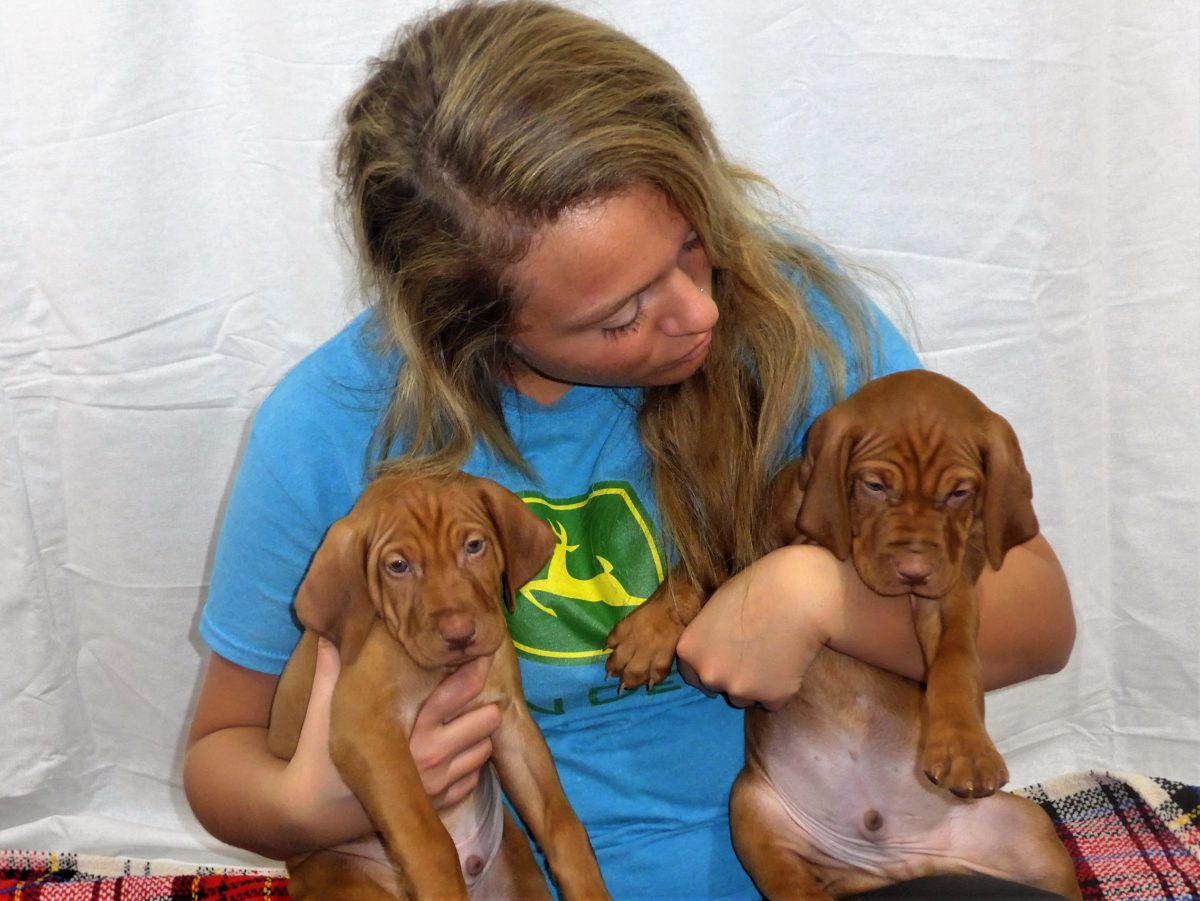 Riley & Ruger's Vizsla Litter Born on December 9th - Image 88