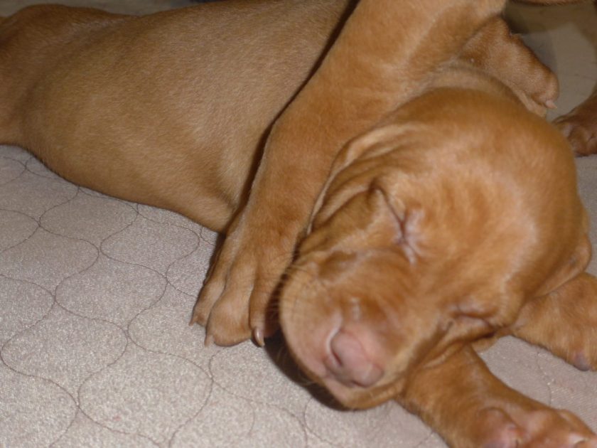 Riley & Ruger's Vizsla Litter Born on December 9th - Image 89