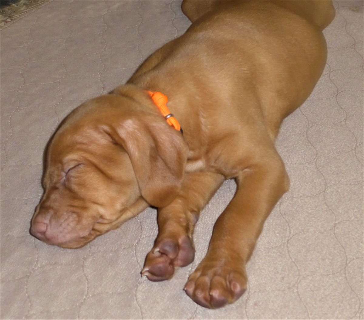 Riley & Ruger's Vizsla Litter Born on December 9th - Image 90