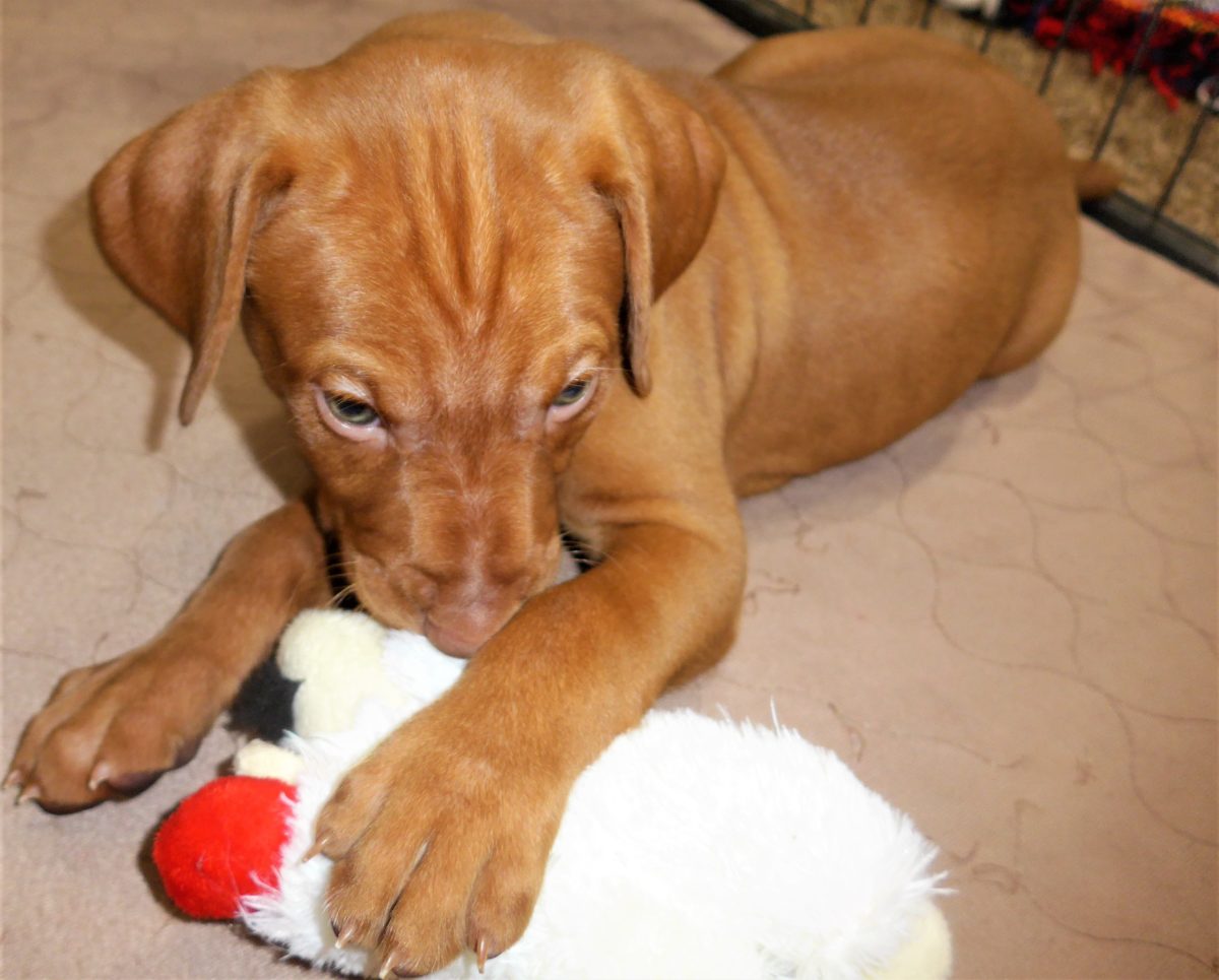 Riley & Ruger's Vizsla Litter Born on December 9th - Image 91