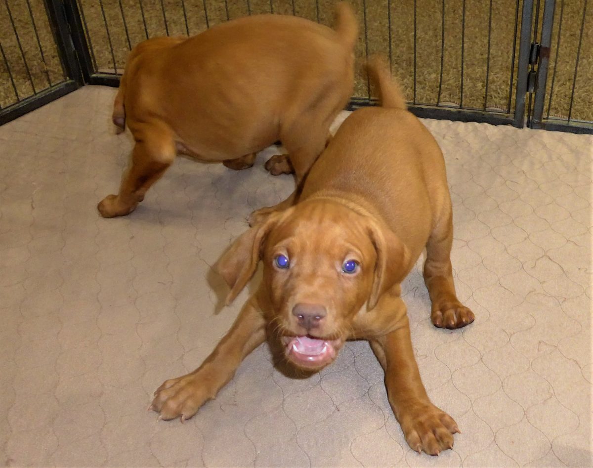 Riley & Ruger's Vizsla Litter Born on December 9th - Image 92