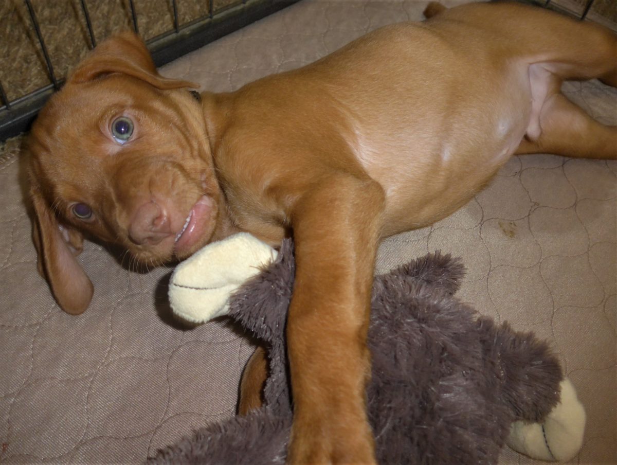 Riley & Ruger's Vizsla Litter Born on December 9th - Image 93