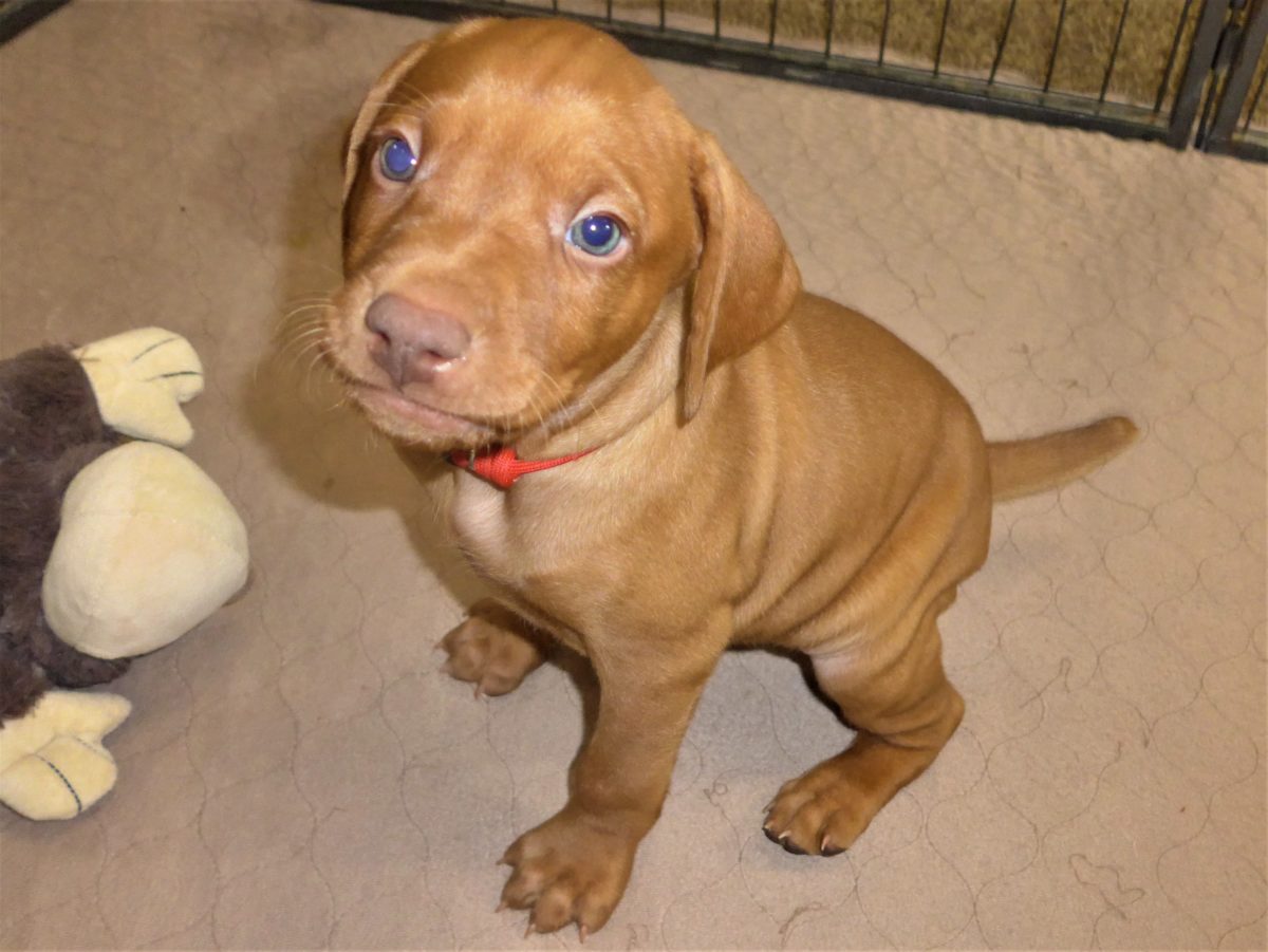 Riley & Ruger's Vizsla Litter Born on December 9th - Image 94