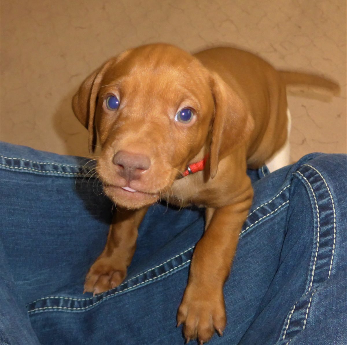 Riley & Ruger's Vizsla Litter Born on December 9th - Image 95