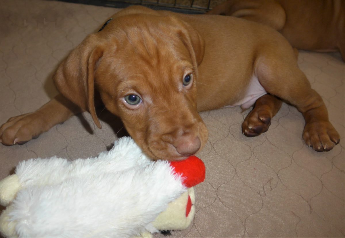 Riley & Ruger's Vizsla Litter Born on December 9th - Image 96