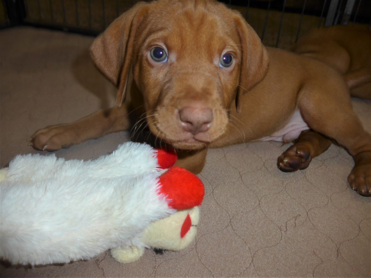 Riley & Ruger's Vizsla Litter Born on December 9th - Image 97