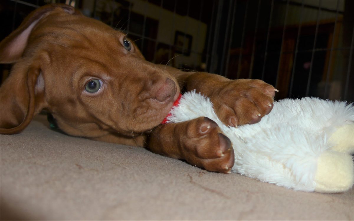 Riley & Ruger's Vizsla Litter Born on December 9th - Image 98