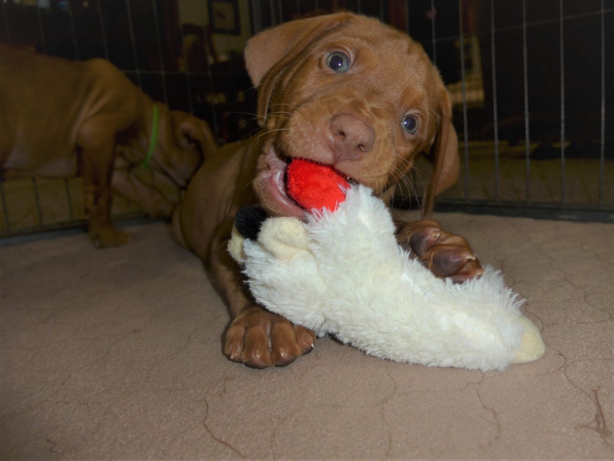 Riley & Ruger's Vizsla Litter Born on December 9th - Image 99