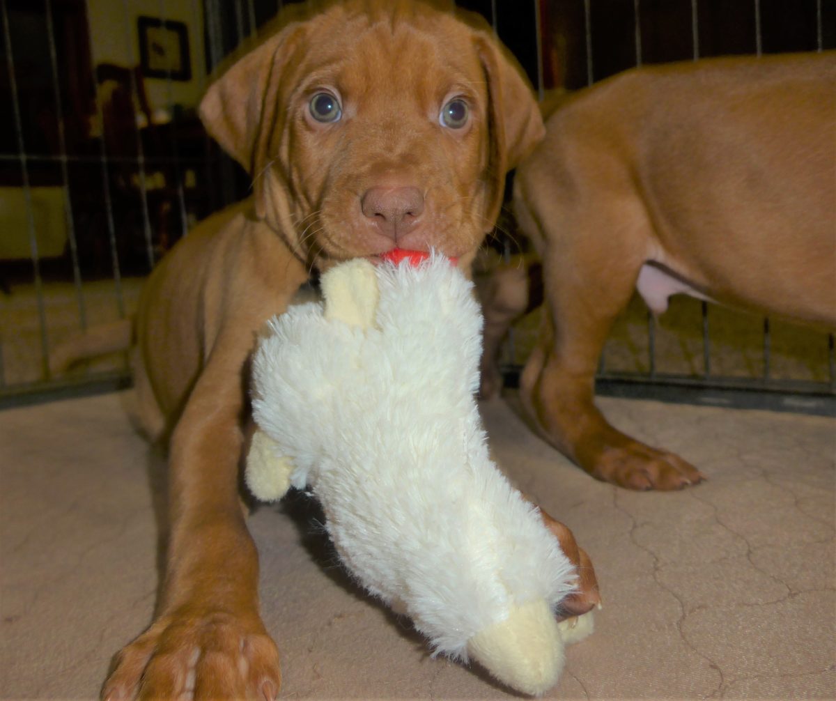Riley & Ruger's Vizsla Litter Born on December 9th - Image 100
