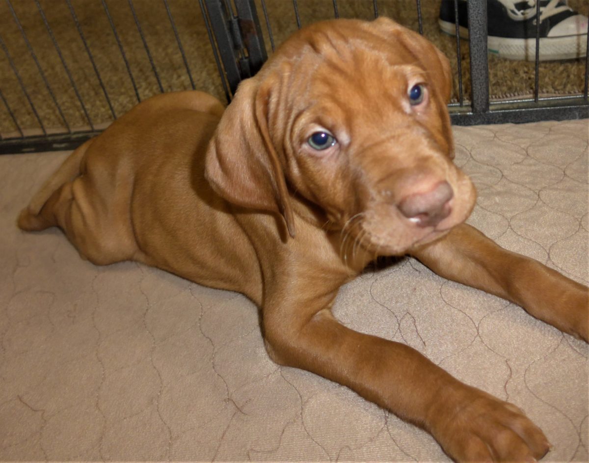Riley & Ruger's Vizsla Litter Born on December 9th - Image 101