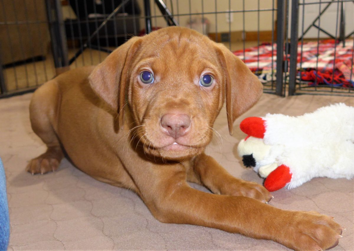 Riley & Ruger's Vizsla Litter Born on December 9th - Image 103