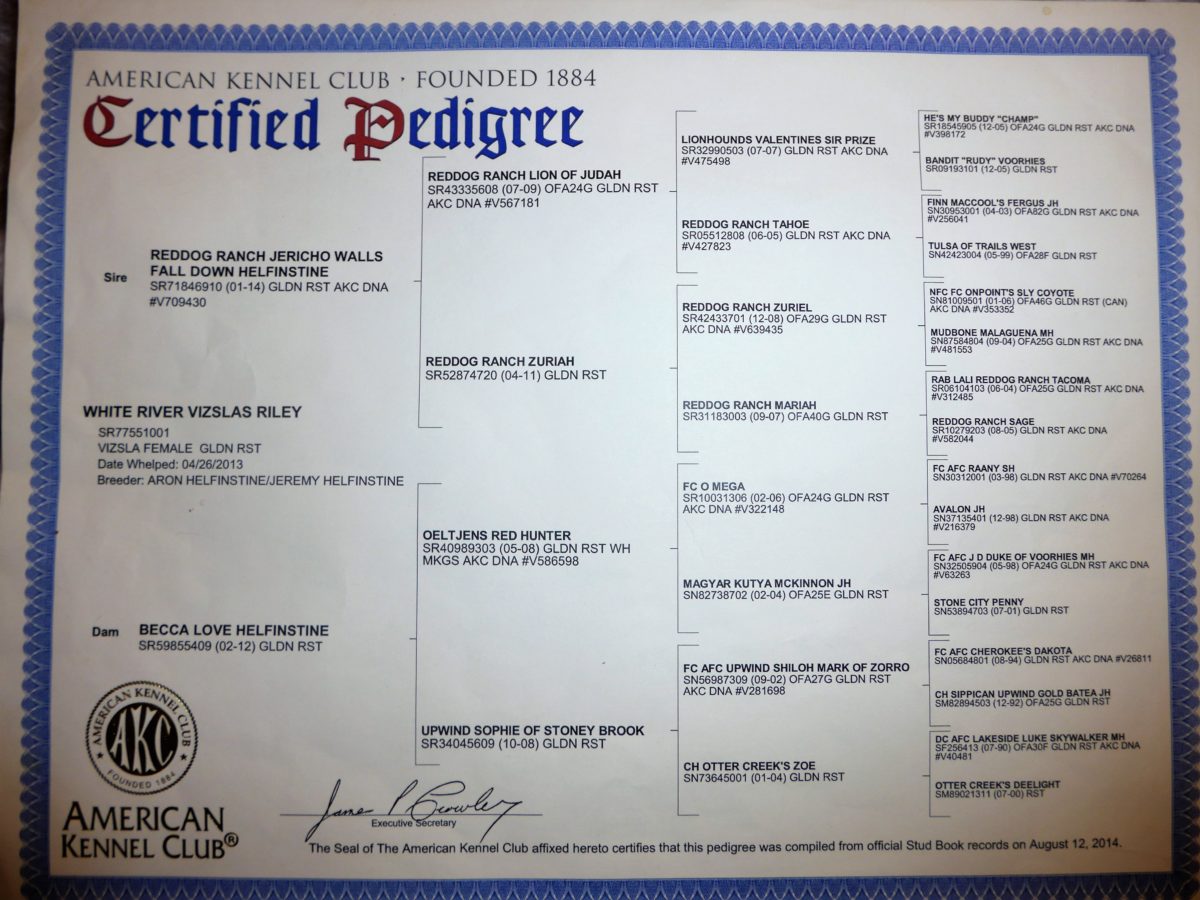 Riley's Pedigree