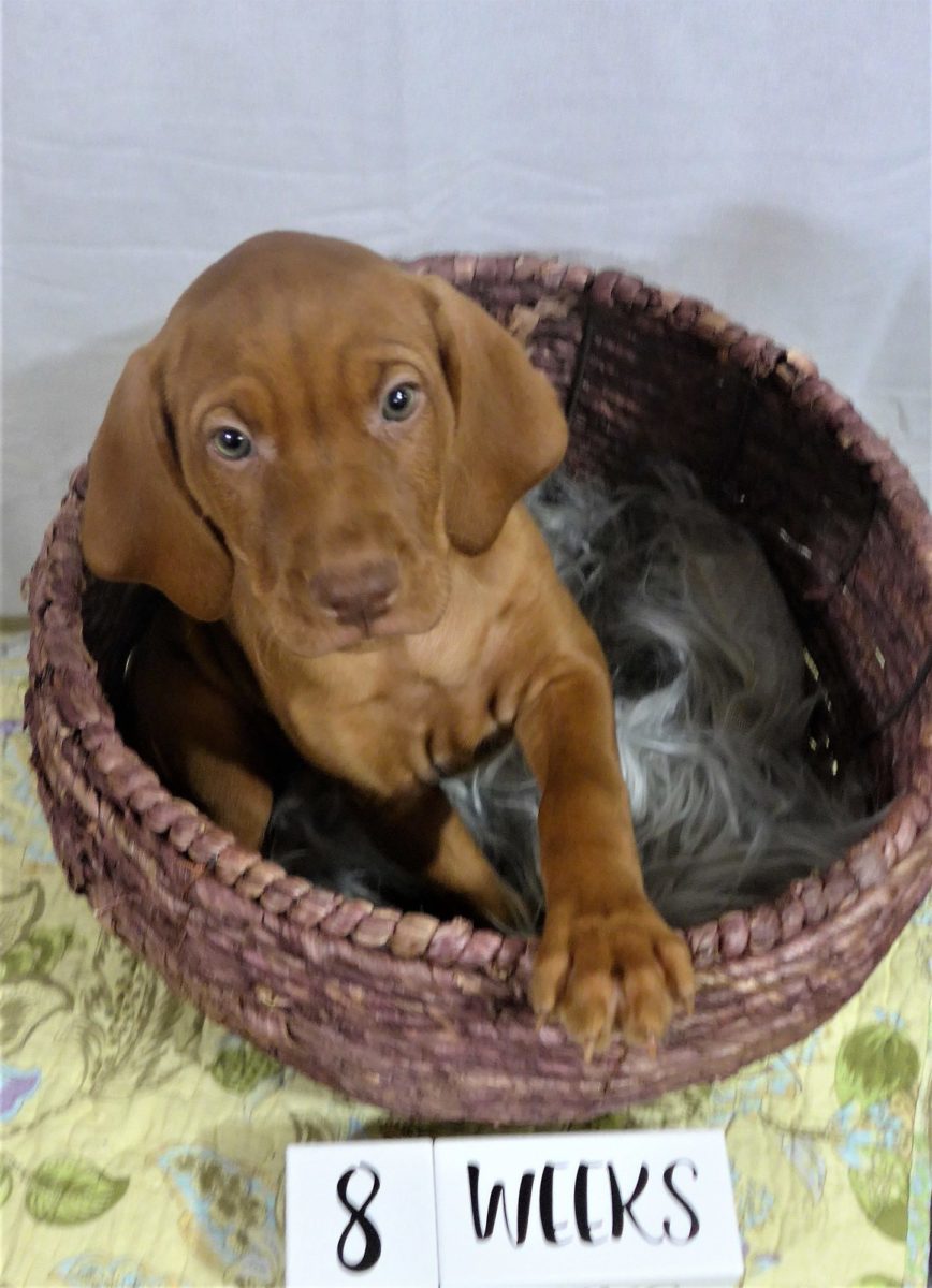 Riley & Ruger's Vizsla Litter Born on December 9th - Image 119