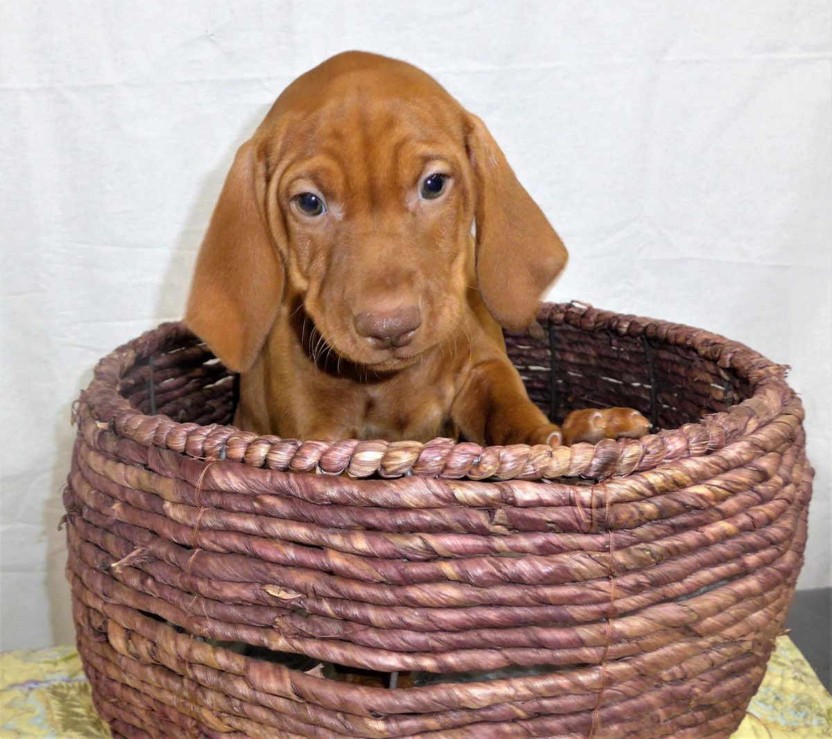 Riley & Ruger's Vizsla Litter Born on December 9th - Image 120