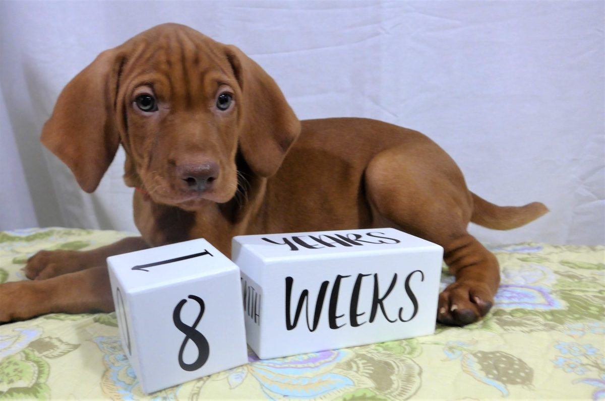 Riley & Ruger's Vizsla Litter Born on December 9th - Image 121