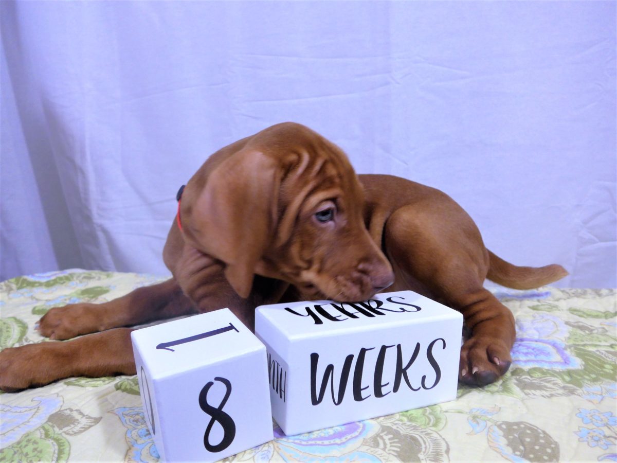 Riley & Ruger's Vizsla Litter Born on December 9th - Image 122