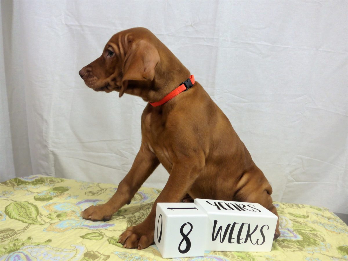 Riley & Ruger's Vizsla Litter Born on December 9th - Image 123