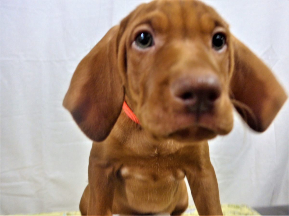 Riley & Ruger's Vizsla Litter Born on December 9th - Image 124