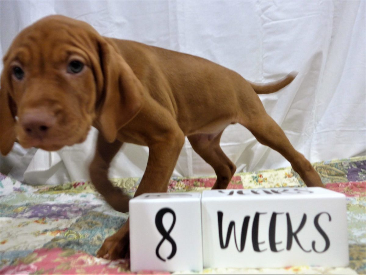 Riley & Ruger's Vizsla Litter Born on December 9th - Image 125