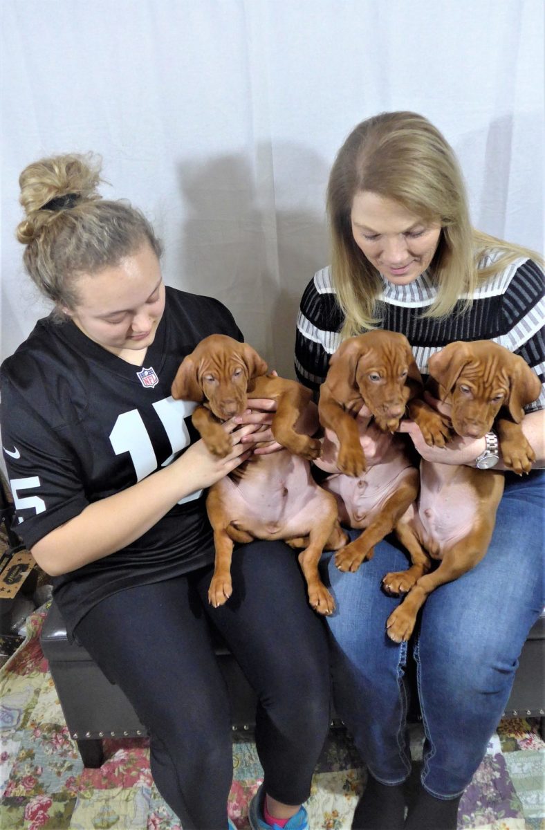 Riley & Ruger's Vizsla Litter Born on December 9th - Image 126