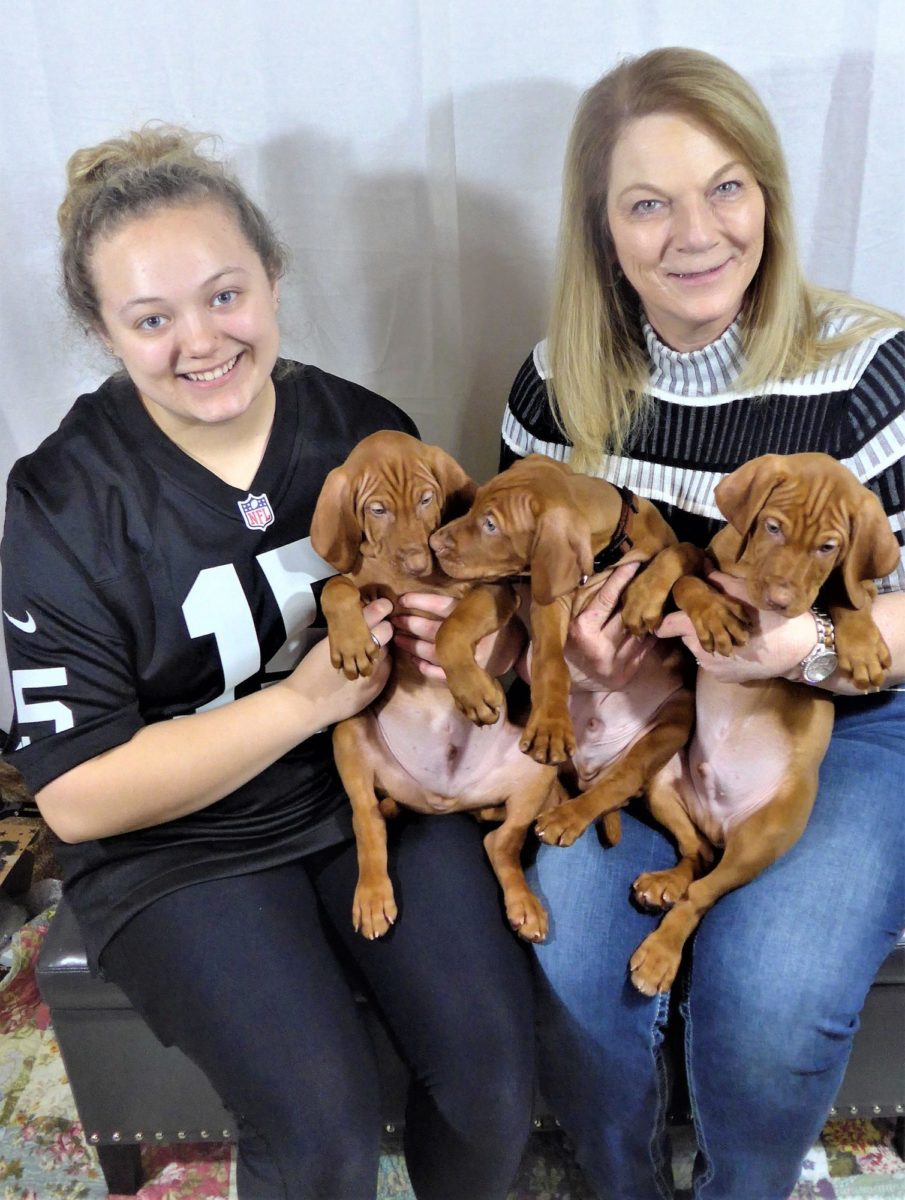 Riley & Ruger's Vizsla Litter Born on December 9th - Image 127
