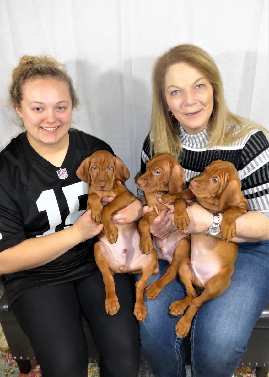 Riley & Ruger's Vizsla Litter Born on December 9th - Image 129