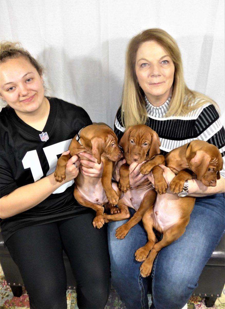 Riley & Ruger's Vizsla Litter Born on December 9th - Image 130