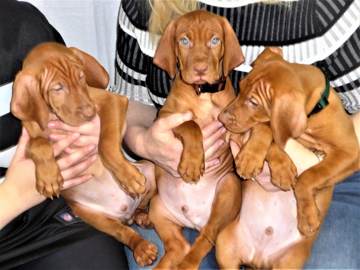 Riley & Ruger's Vizsla Litter Born on December 9th - Image 131