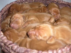 Remington & Rugar's Litter of Vizsla Puppies were born on January 23rd. (Sold Out)