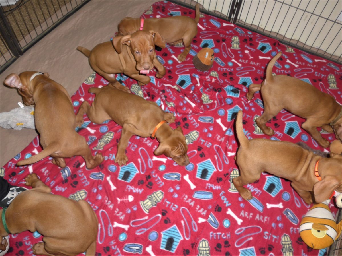Riley & Ruger's Vizsla Litter Born on December 9th - Image 115