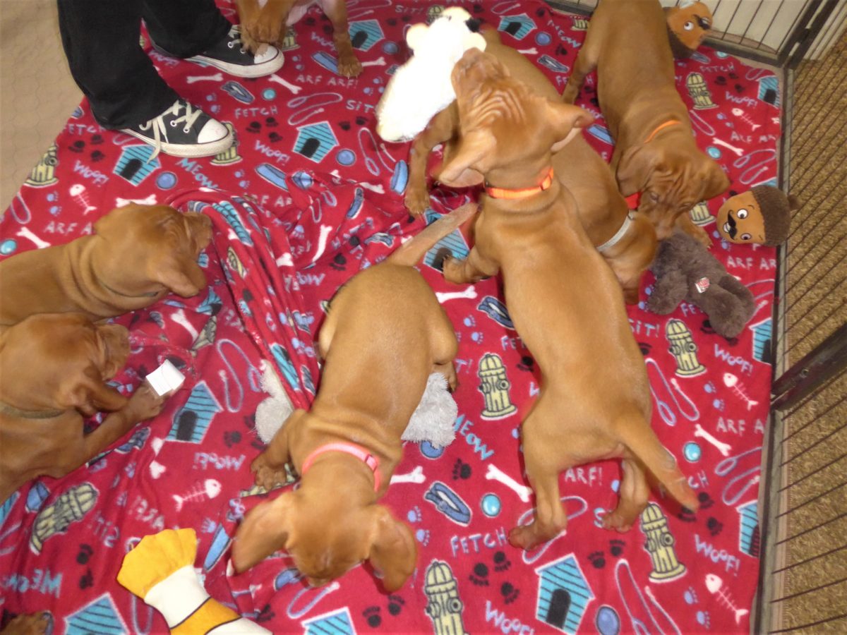Riley & Ruger's Vizsla Litter Born on December 9th - Image 114