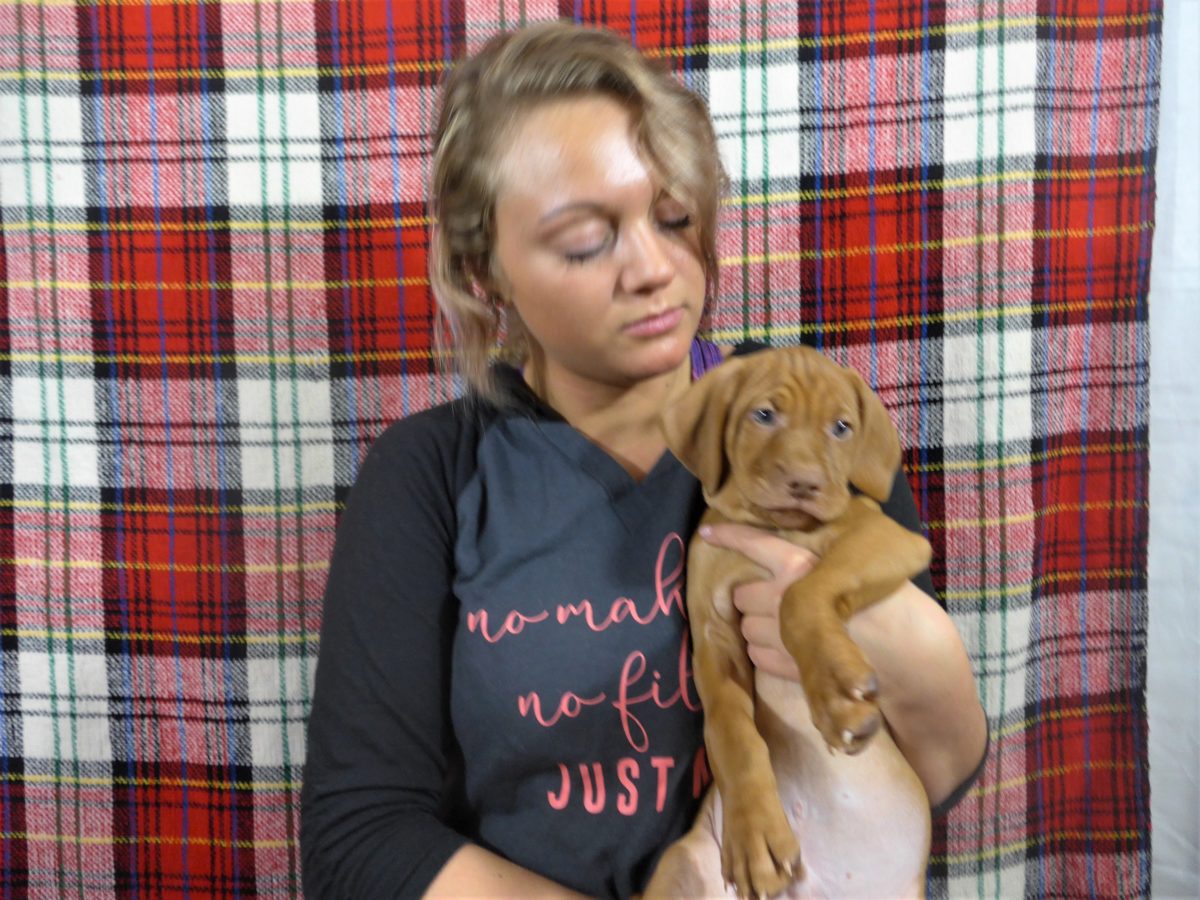 Riley & Ruger's Vizsla Litter Born on December 9th - Image 113