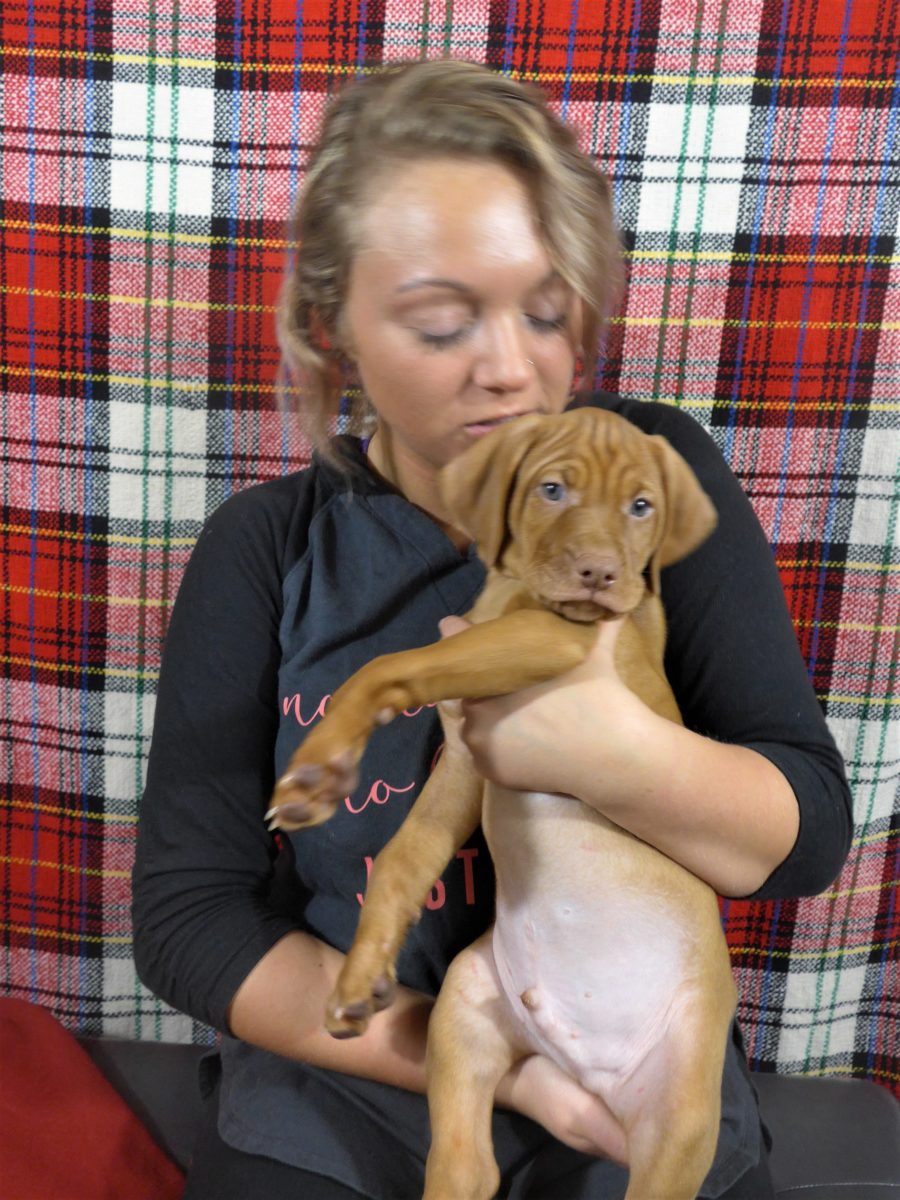 Riley & Ruger's Vizsla Litter Born on December 9th - Image 110