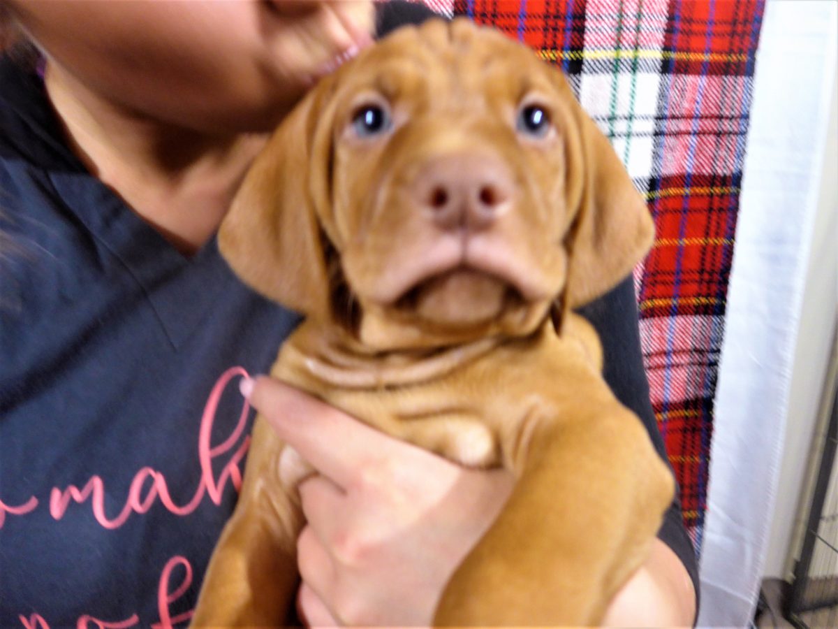 Riley & Ruger's Vizsla Litter Born on December 9th - Image 109