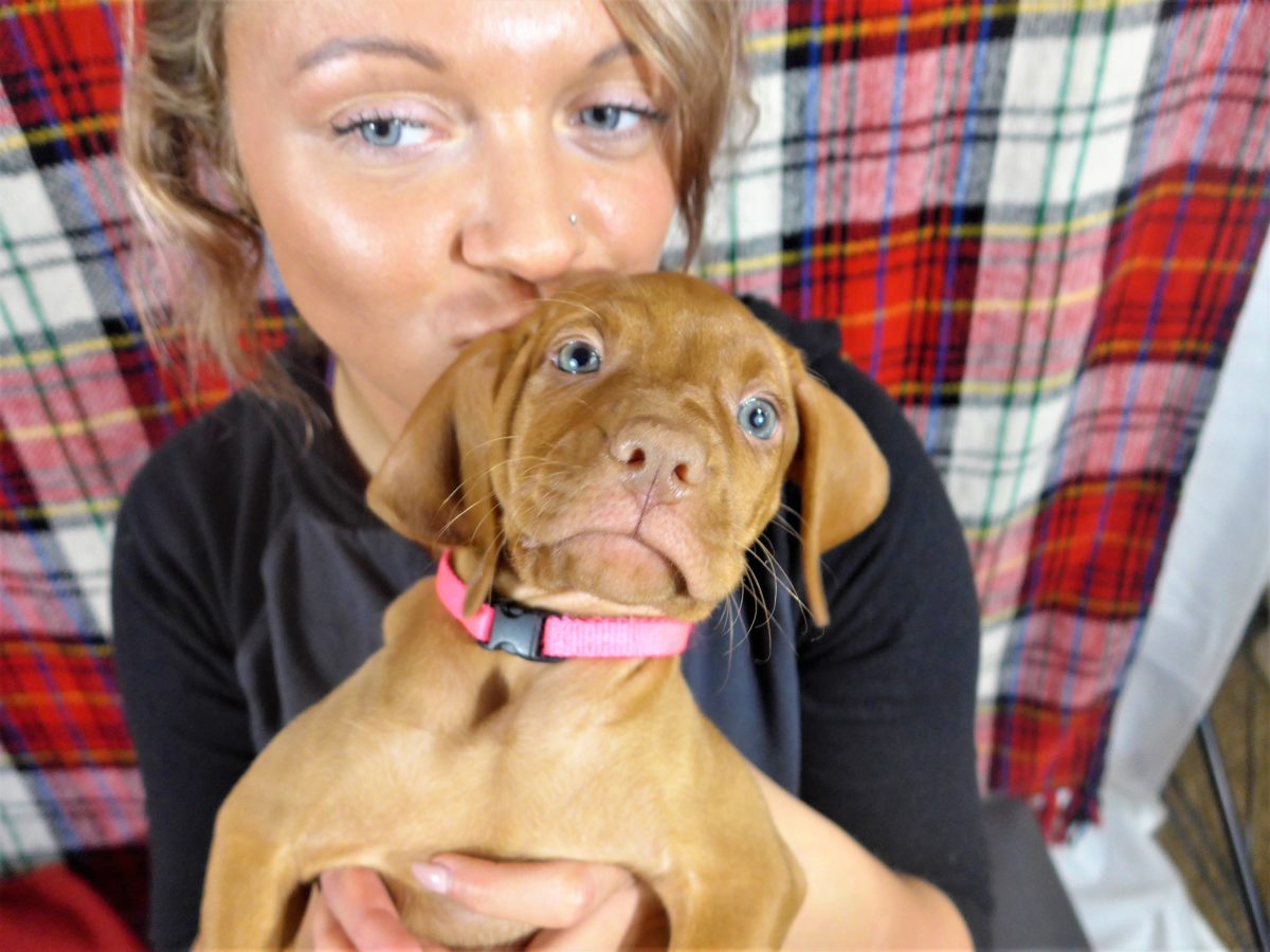 Riley & Ruger's Vizsla Litter Born on December 9th - Image 107