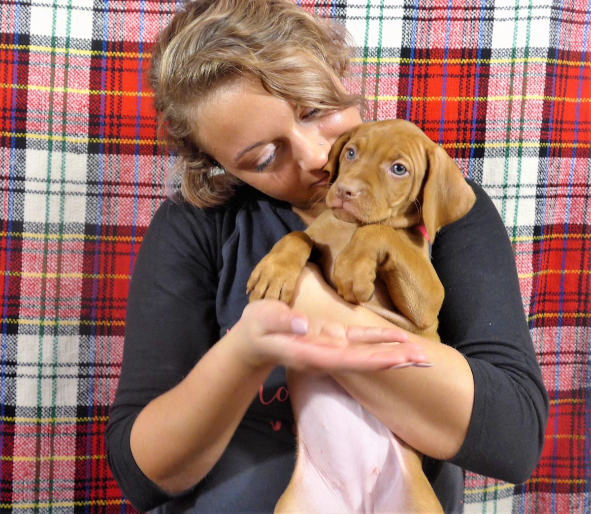 Riley & Ruger's Vizsla Litter Born on December 9th - Image 106