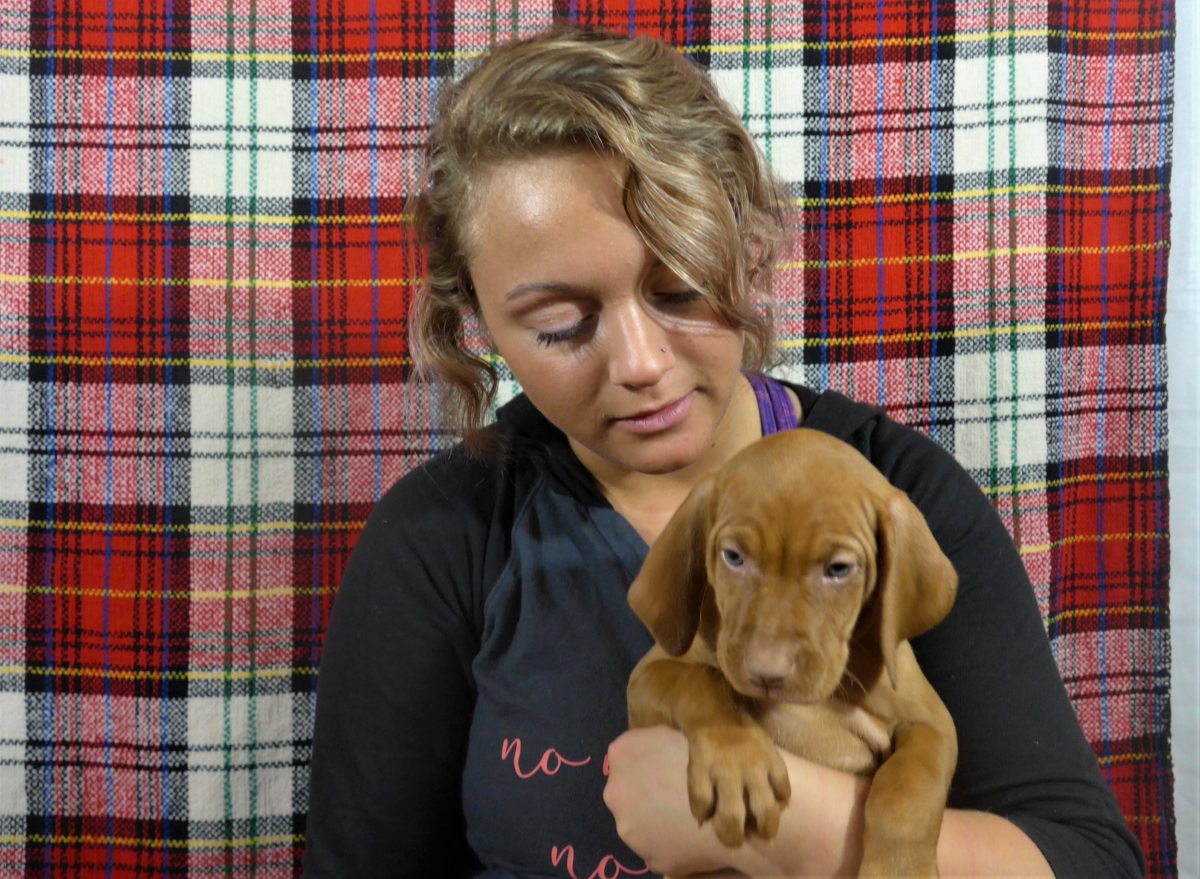 Riley & Ruger's Vizsla Litter Born on December 9th - Image 105