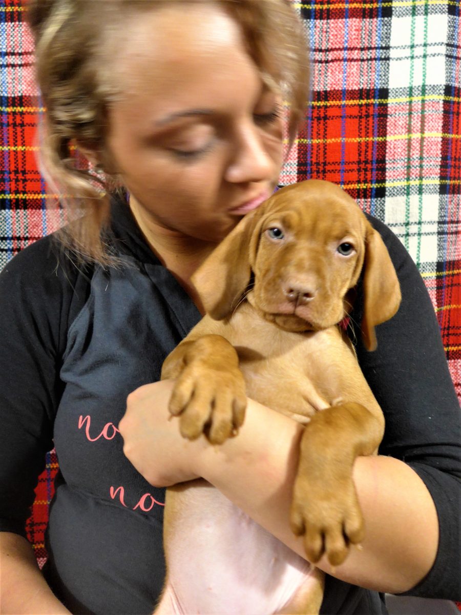 Riley & Ruger's Vizsla Litter Born on December 9th - Image 104