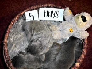 Lilly & Tank's Blue Weimaraner Litter was born on February 8th