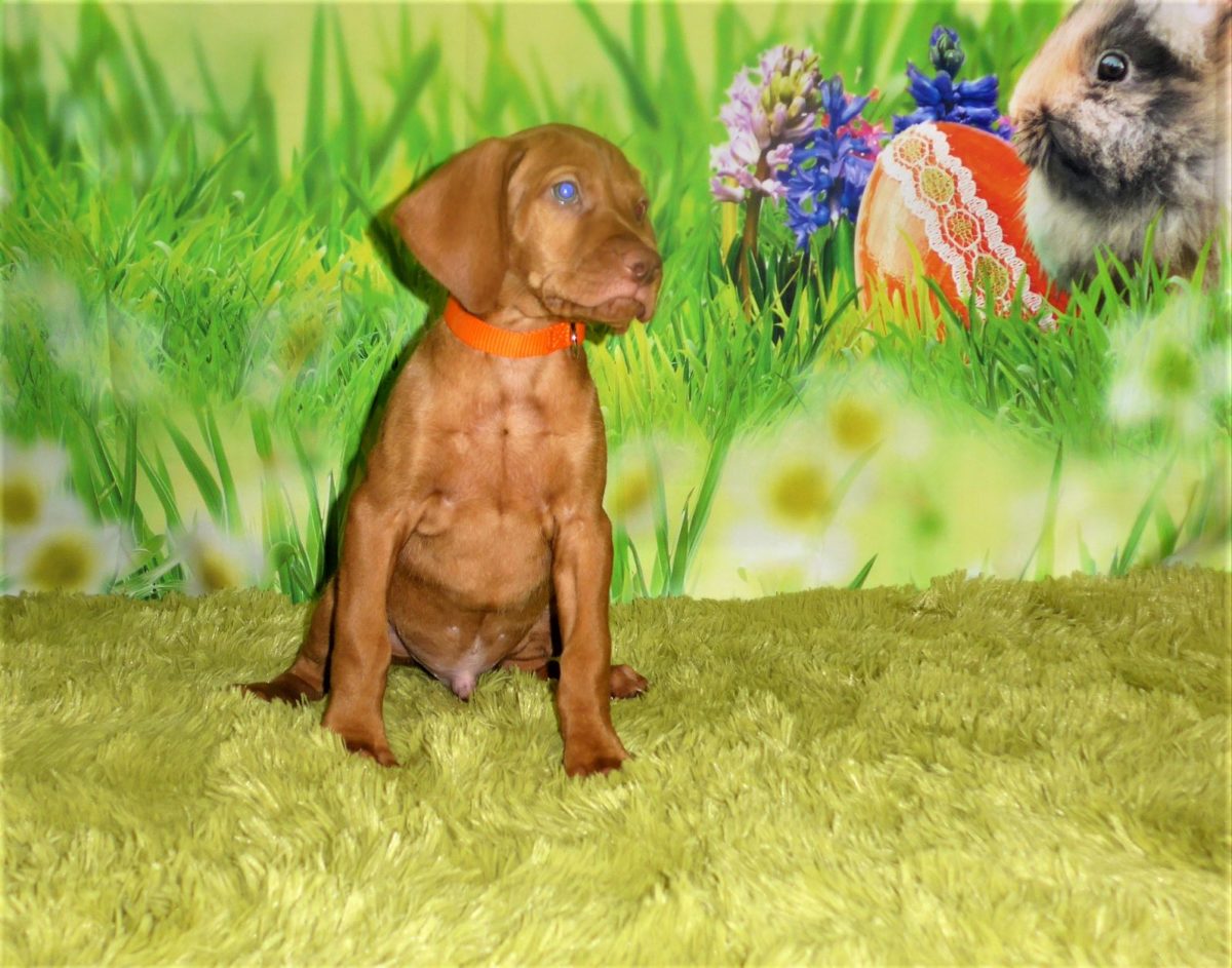 Remington orange 1