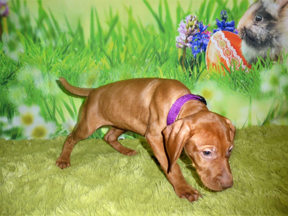 Remington purple 2