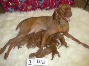 Abigail & Rugar's Litter of Vizsla Puppies Born on February 17th (Sold Out)