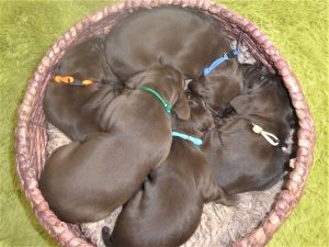 Wrigley & Rugar's  Weizsla Puppies Born on April 17th (Sold Out)