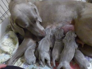 Rosie & Colt's Silver Weimaraner Puppies Born on June 27th