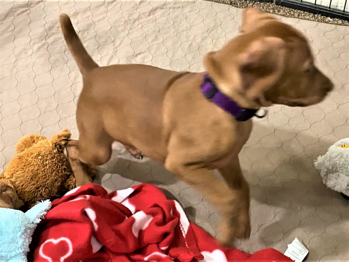 Riley & Ruger's Vizsla Born on July 7th - Image 79
